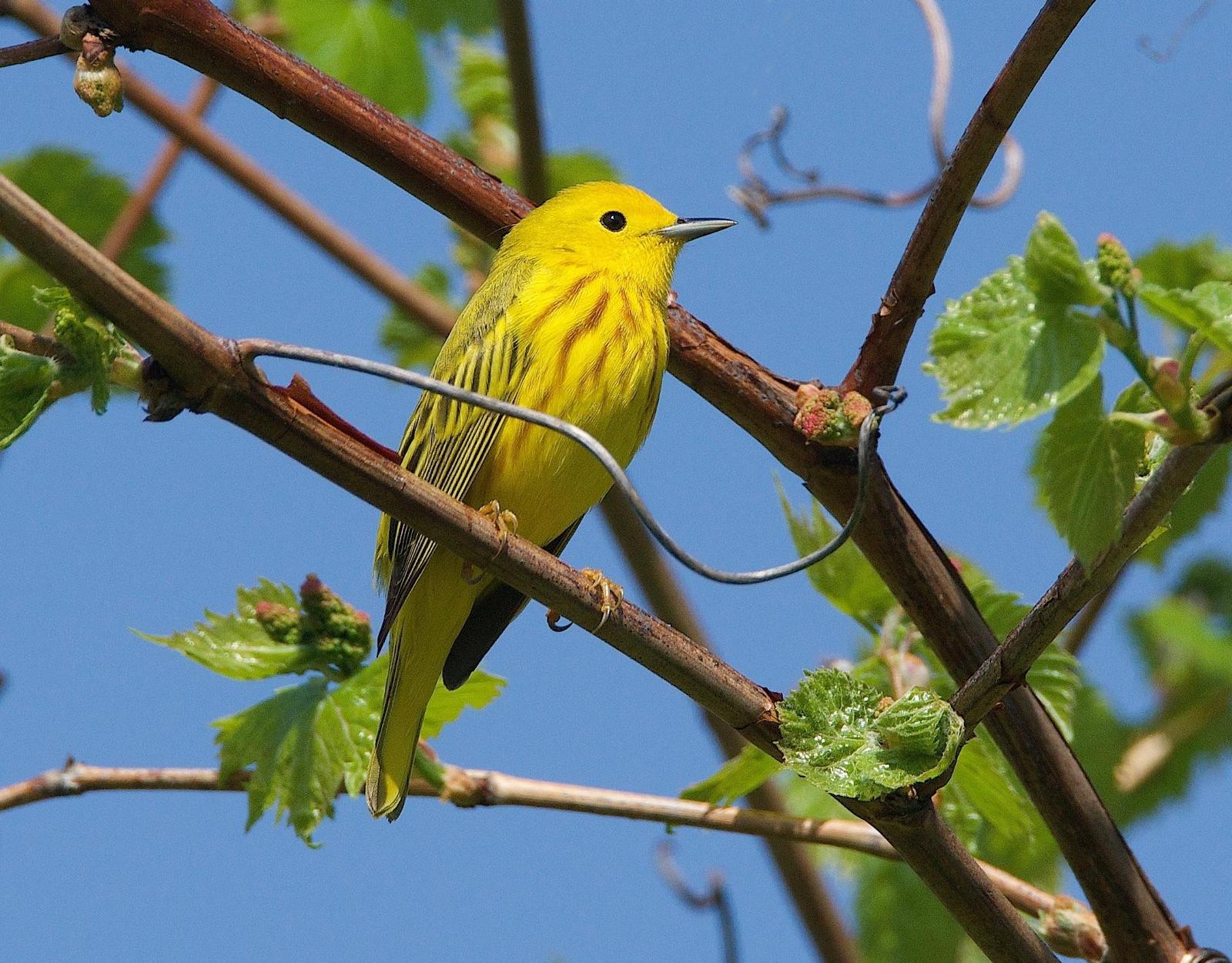 Yellow Warbler Photo by Gerald Hoekstra