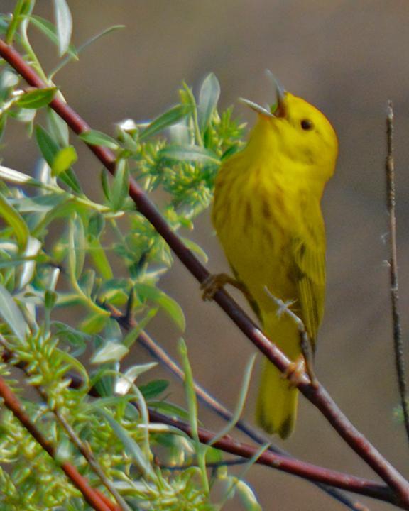 Yellow Warbler Photo by James Hawley