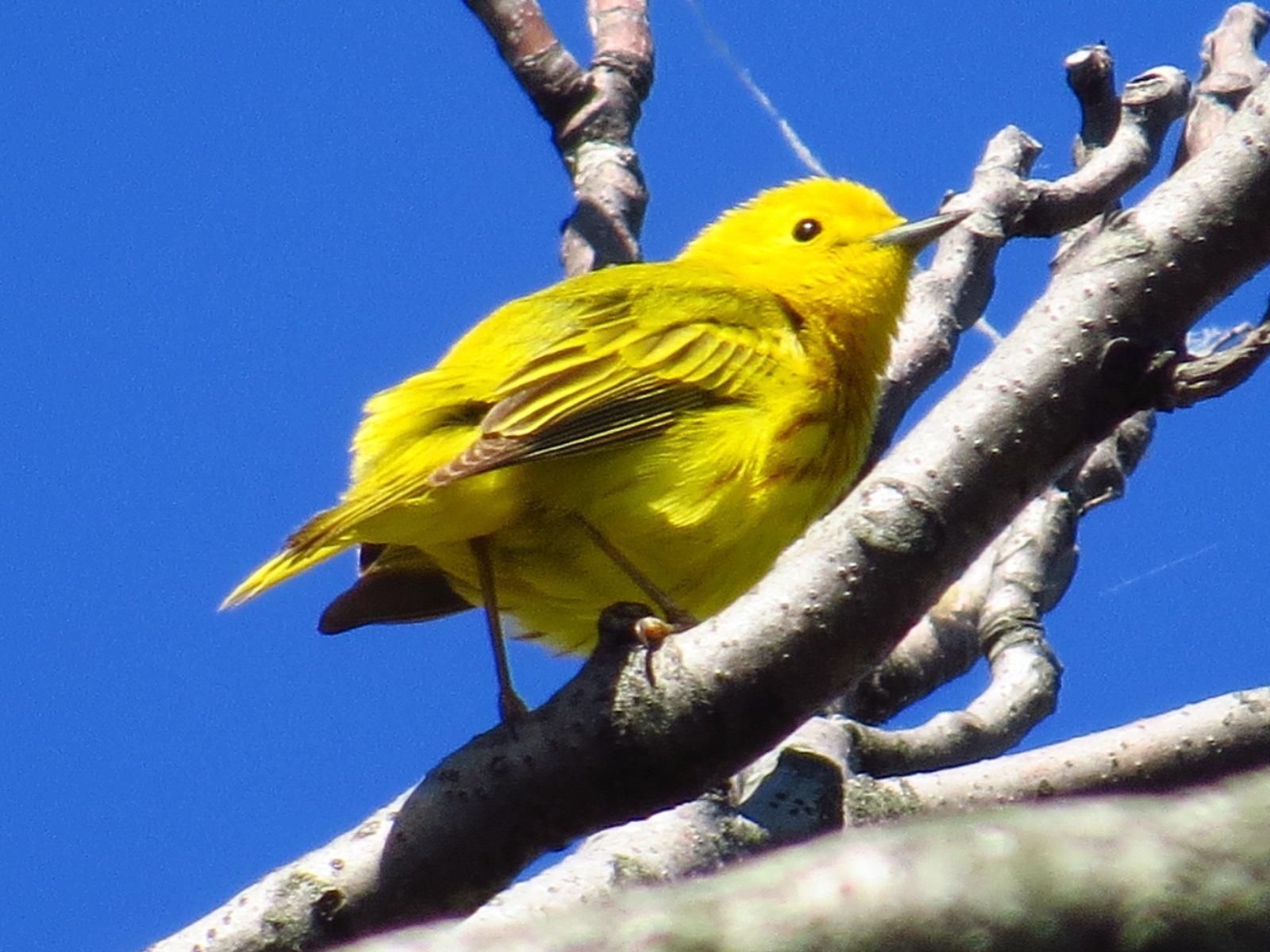 Yellow Warbler Photo by Kathy Wooding