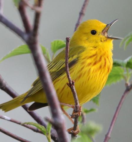 Yellow Warbler Photo by Lucy Wightman