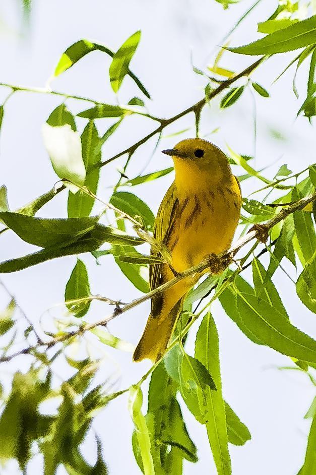 Yellow Warbler Photo by Mason Rose