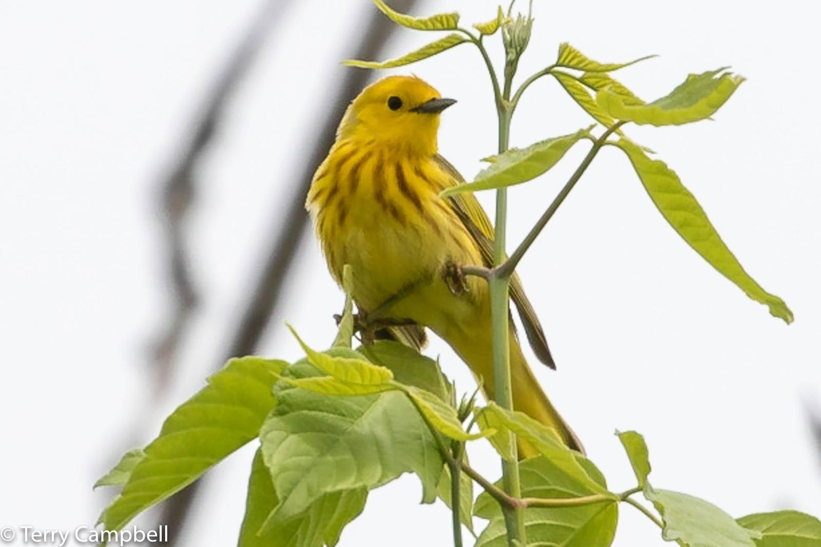 Yellow Warbler Photo by Terry Campbell