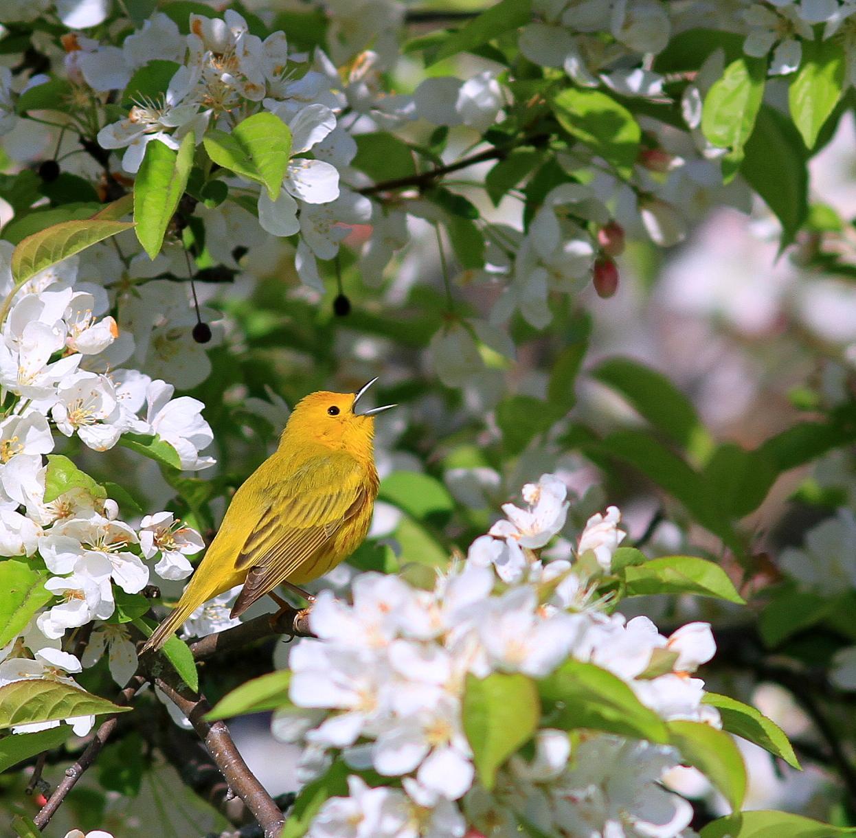 Yellow Warbler Photo by Demayne Murphy