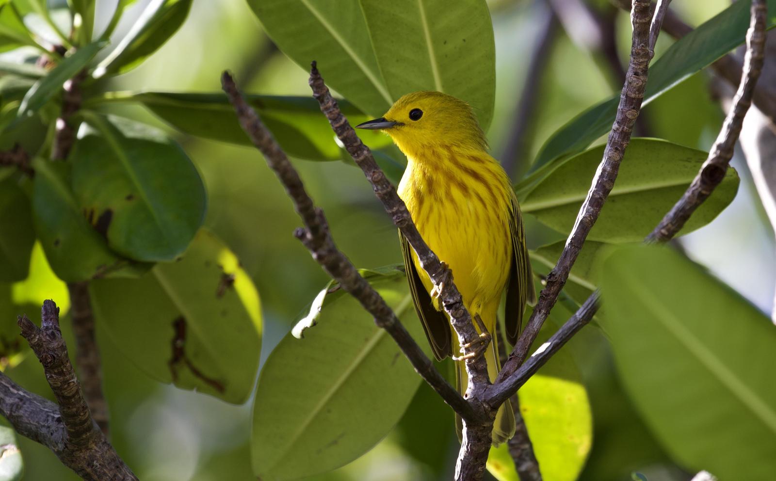 Yellow Warbler Photo by  