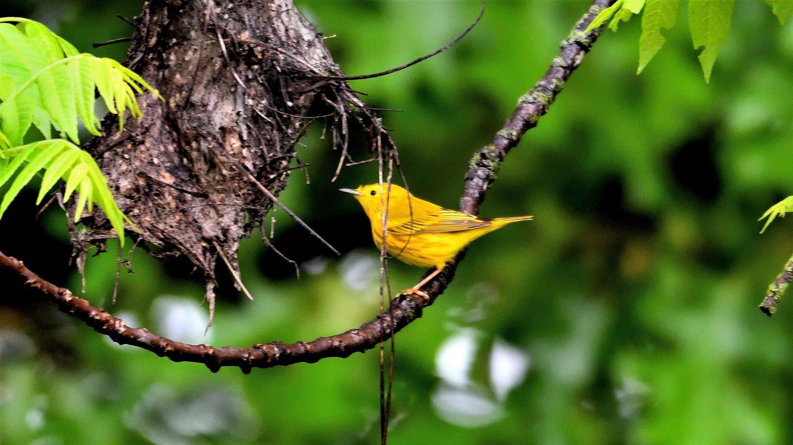 Yellow Warbler Photo by RM Beck