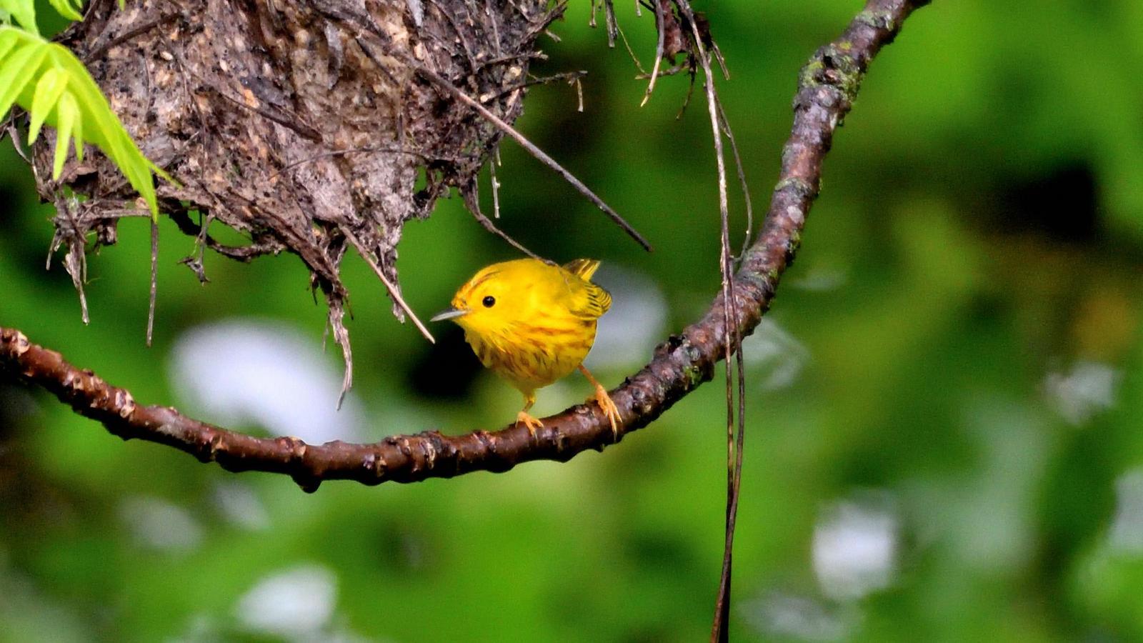 Yellow Warbler Photo by RM Beck