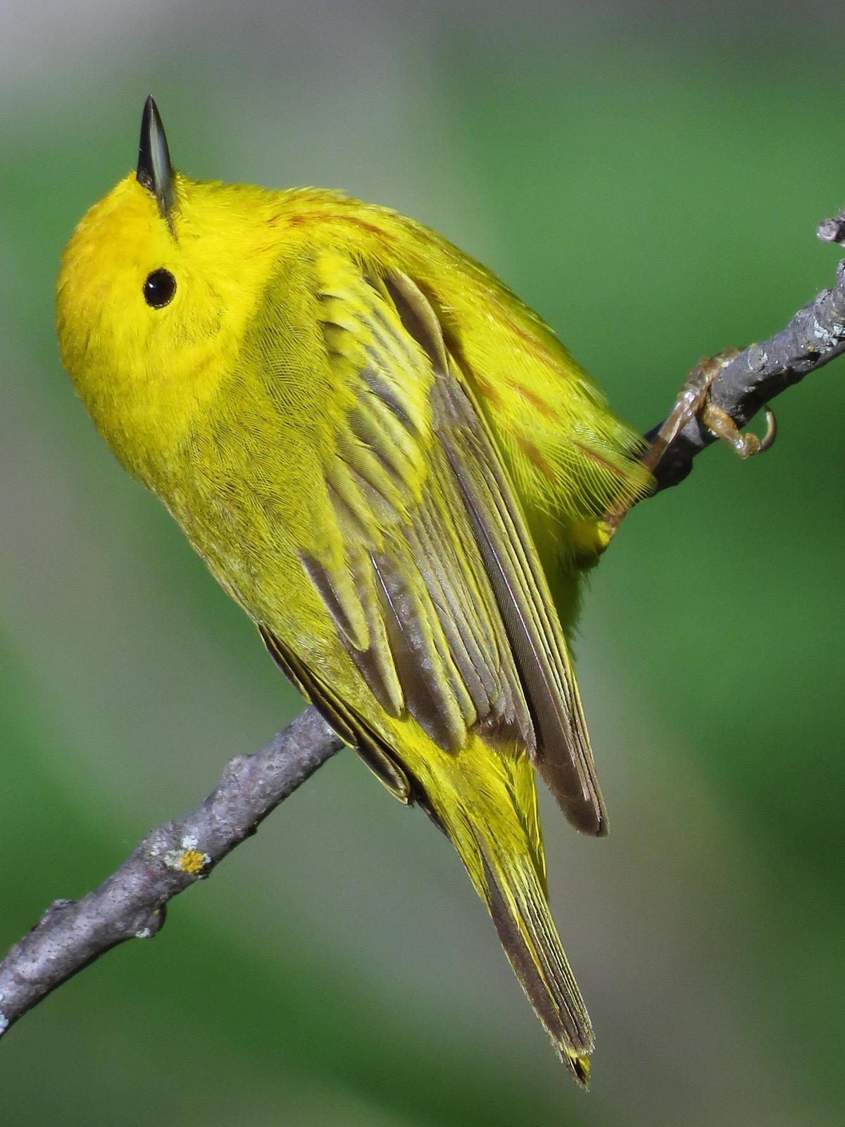 Yellow Warbler Photo by Bob Neugebauer