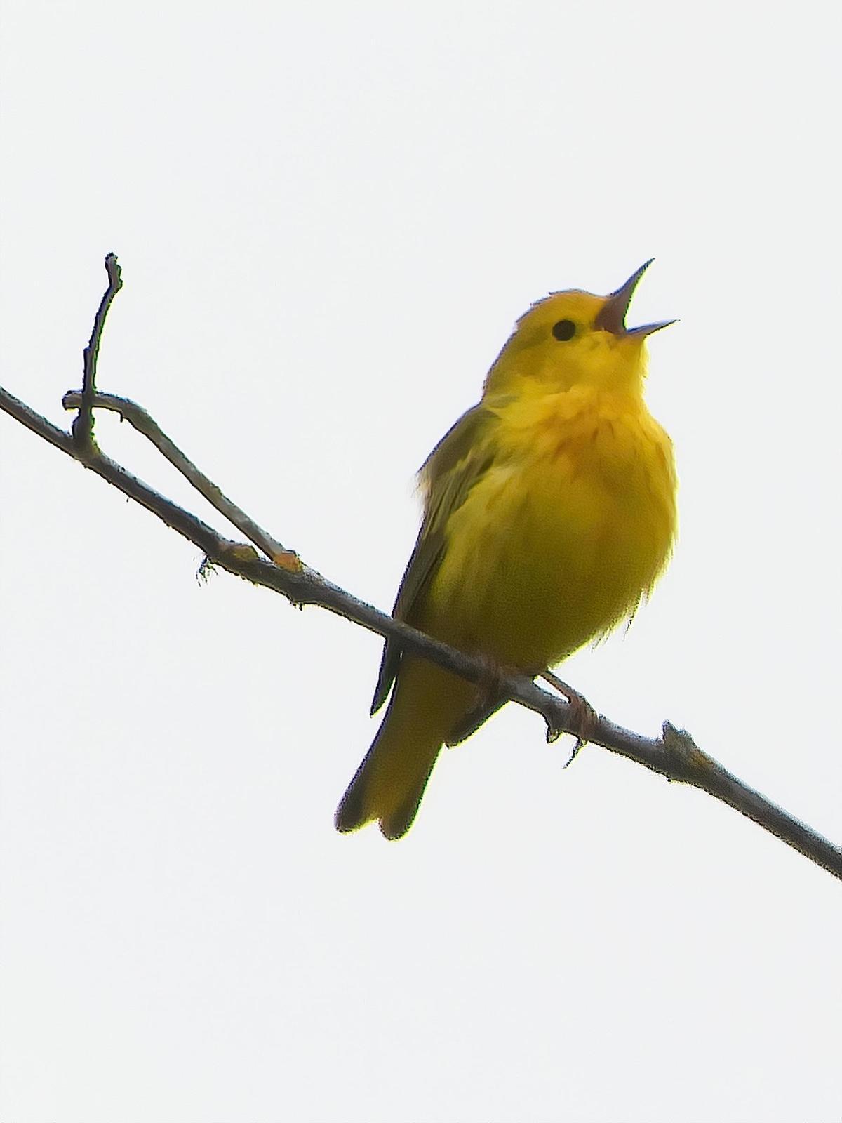 Yellow Warbler Photo by Dan Tallman