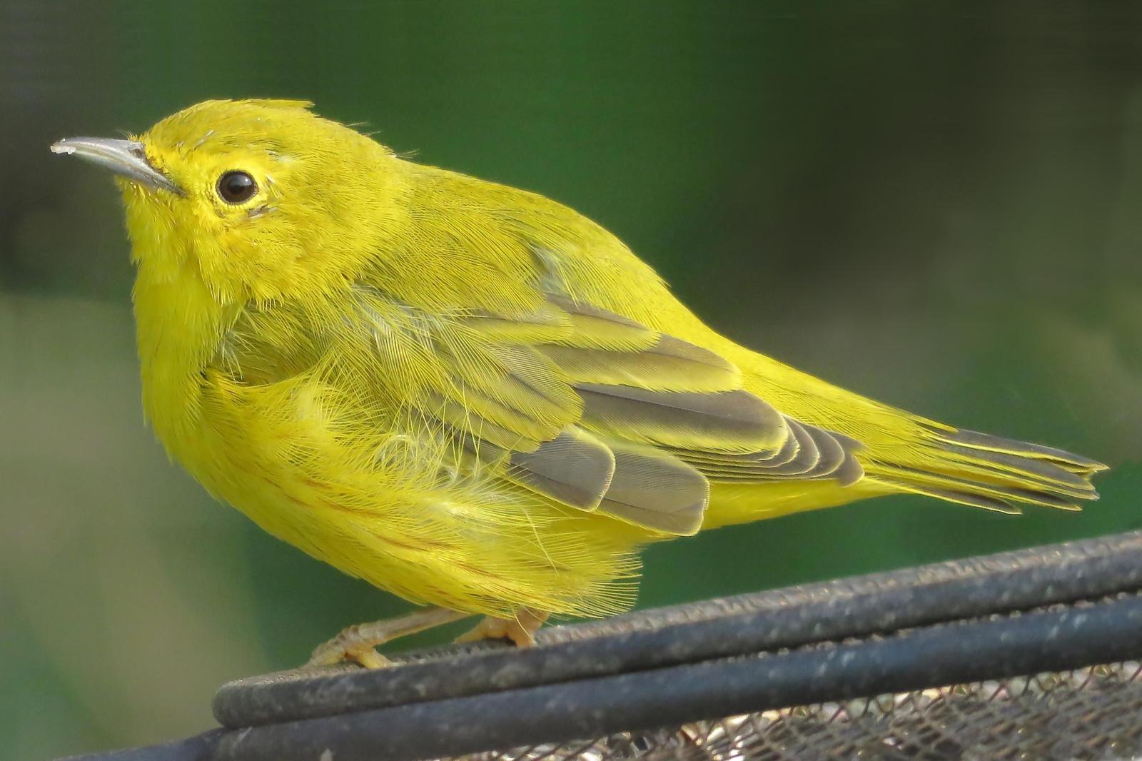 Yellow Warbler Photo by Bob Neugebauer