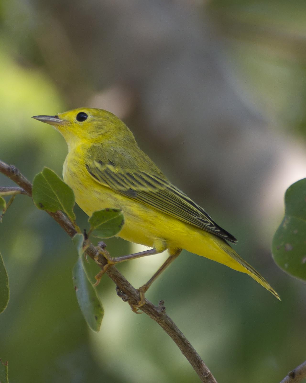 Yellow Warbler Photo by Bill Adams