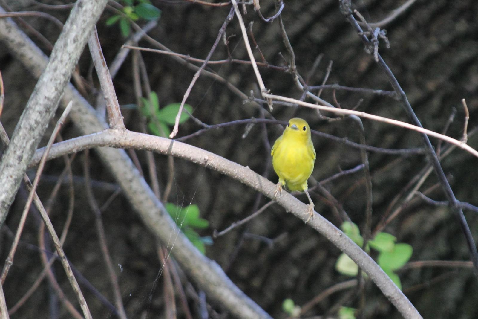 Yellow Warbler Photo by Darrin Menzo