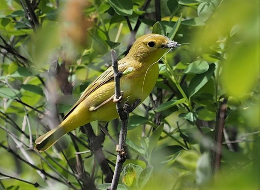 Yellow Warbler Photo by Colin Hill