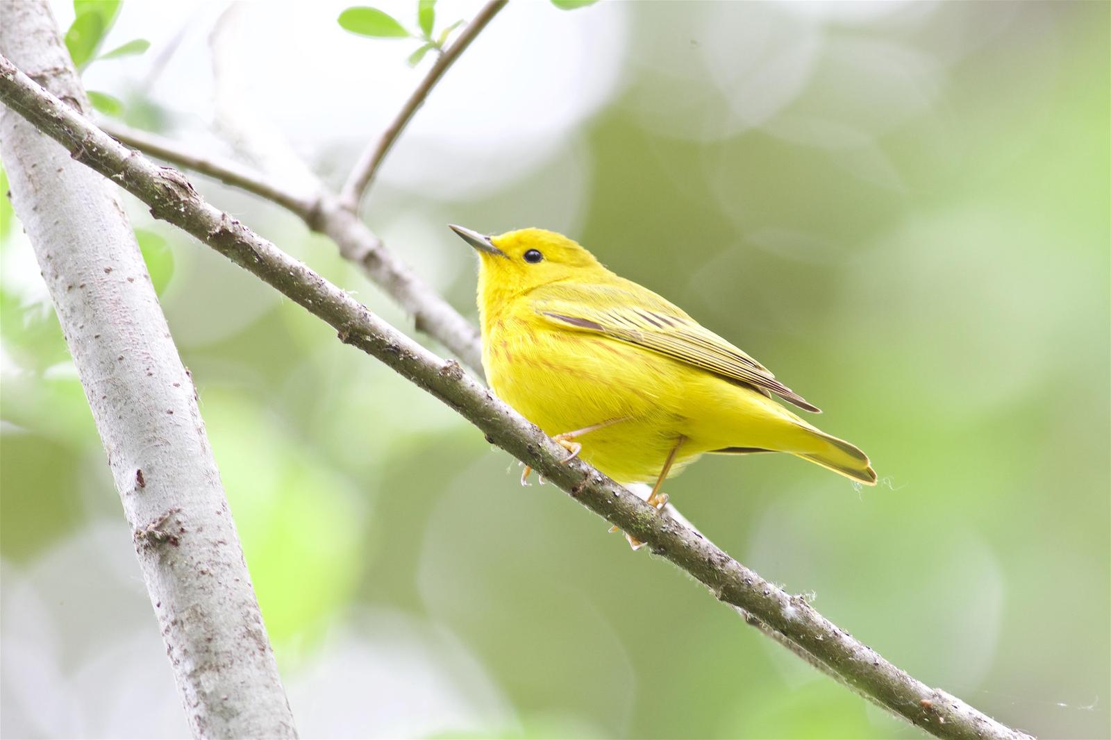 Yellow Warbler Photo by Kathryn Keith