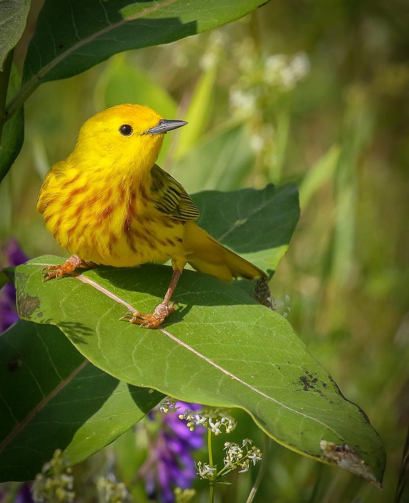Yellow Warbler Photo by Theodore W.  Hatem
