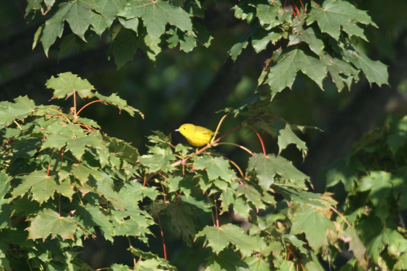 Yellow Warbler Photo by Roseanne CALECA