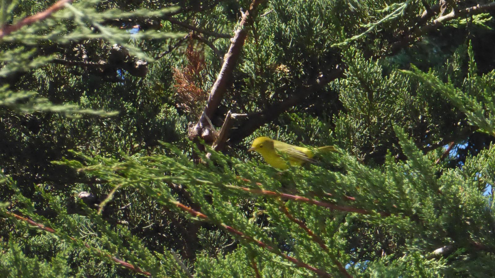 Yellow Warbler Photo by Daliel Leite