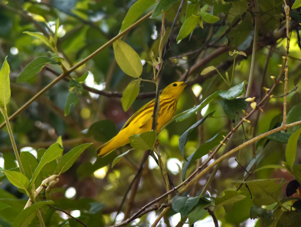 Yellow Warbler Photo by Laura A. Martínez Cantú