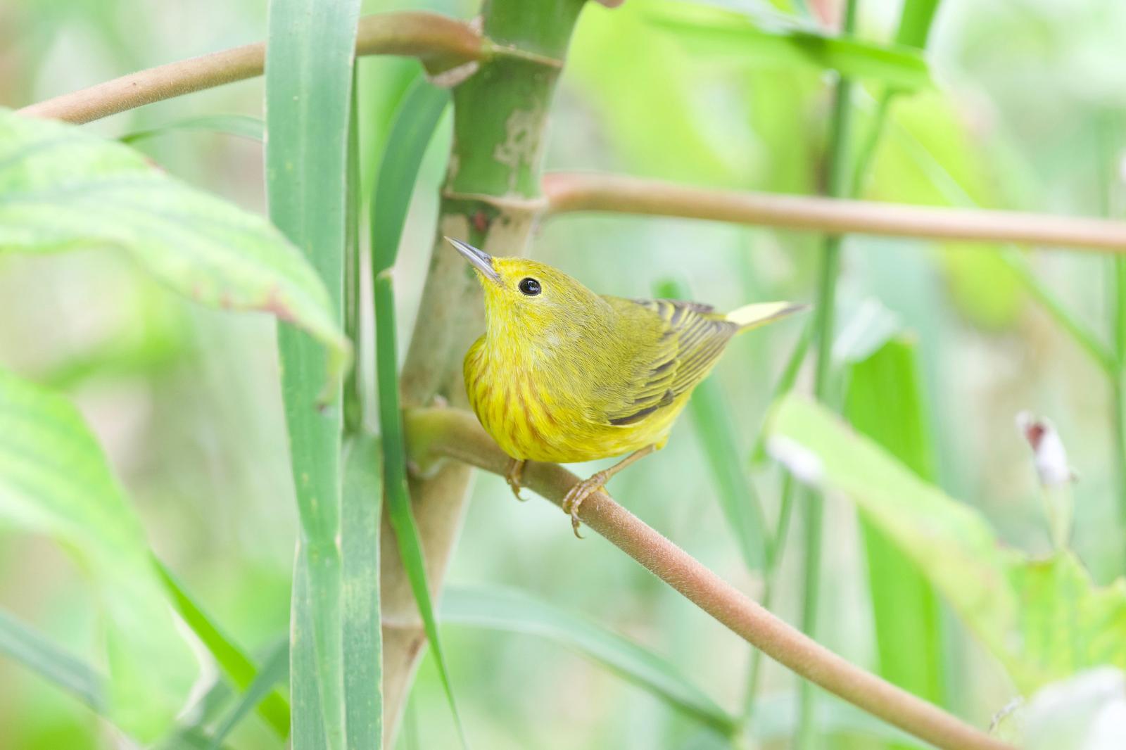 Yellow Warbler Photo by Ian Jarvie