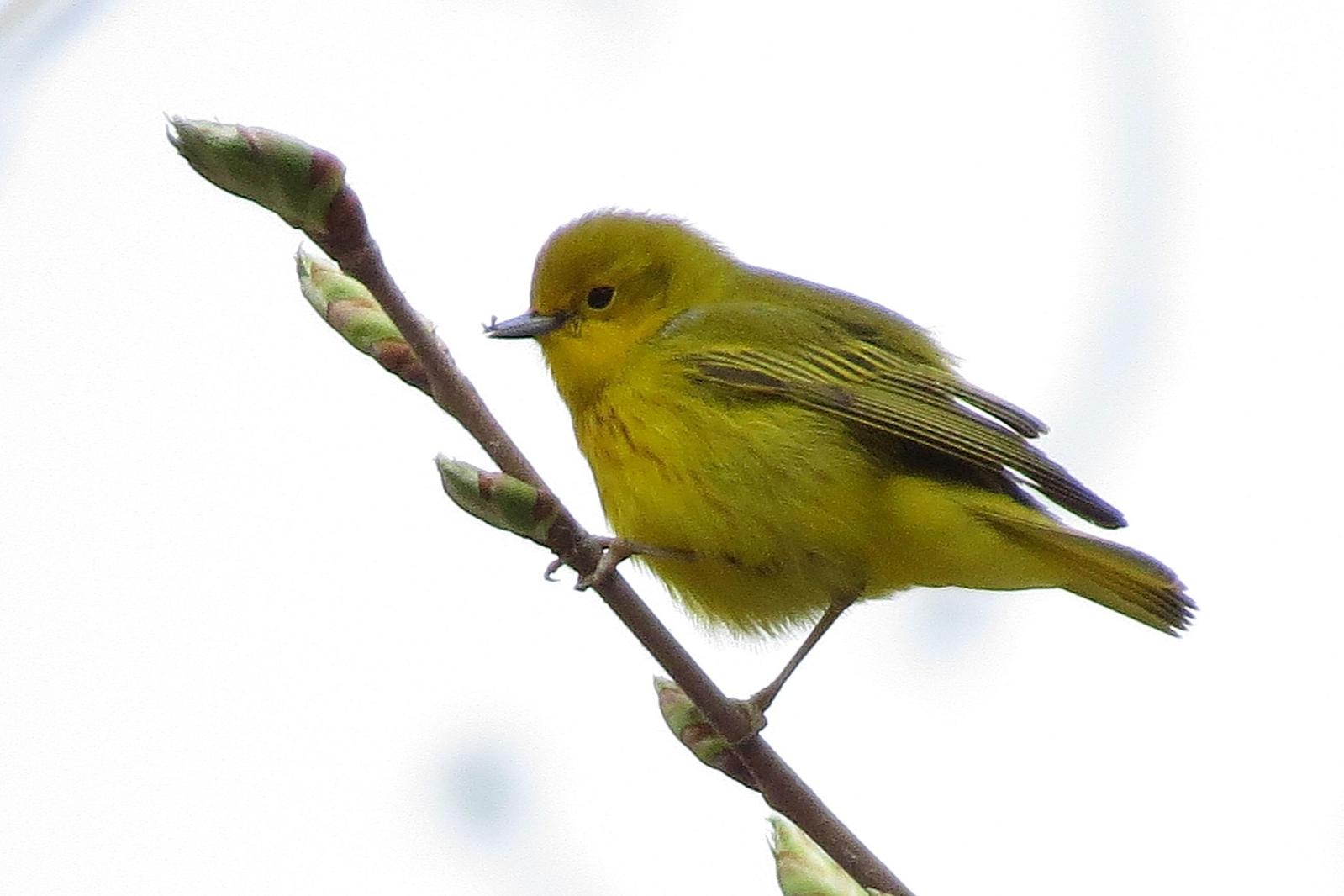 Yellow Warbler Photo by Enid Bachman