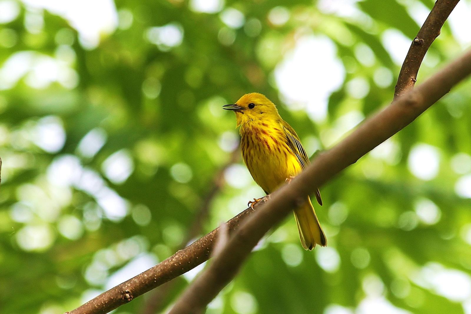 Yellow Warbler Photo by Matthew McCluskey