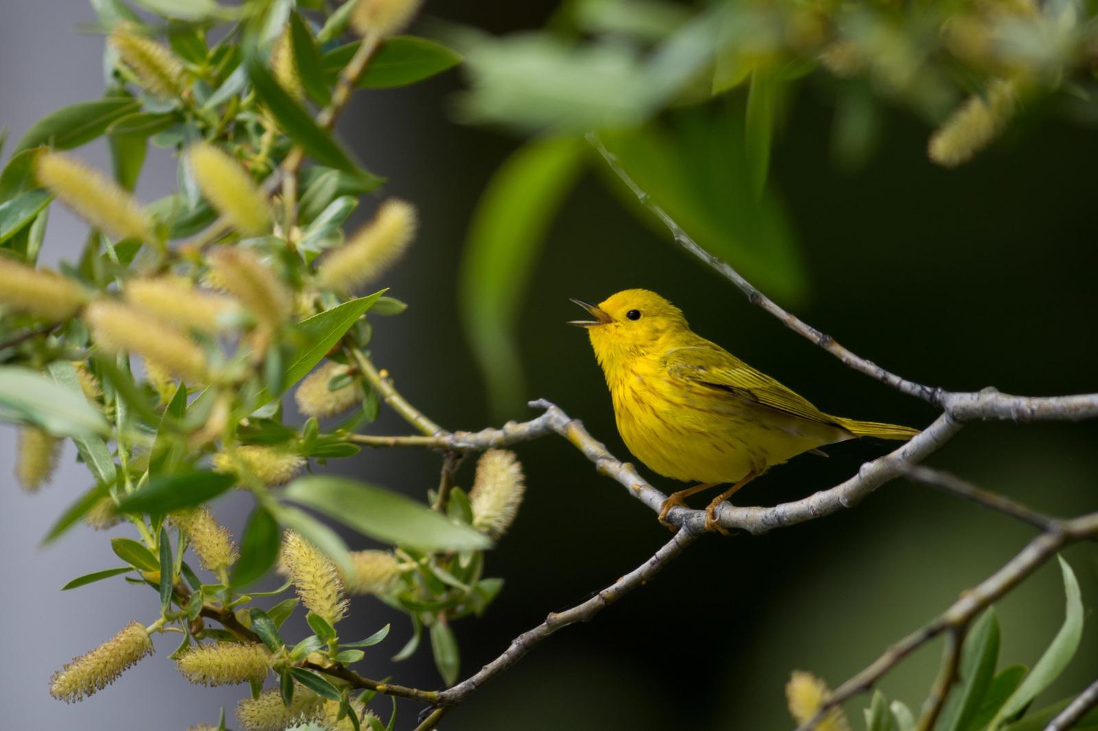 Yellow Warbler Photo by Jesse Hodges