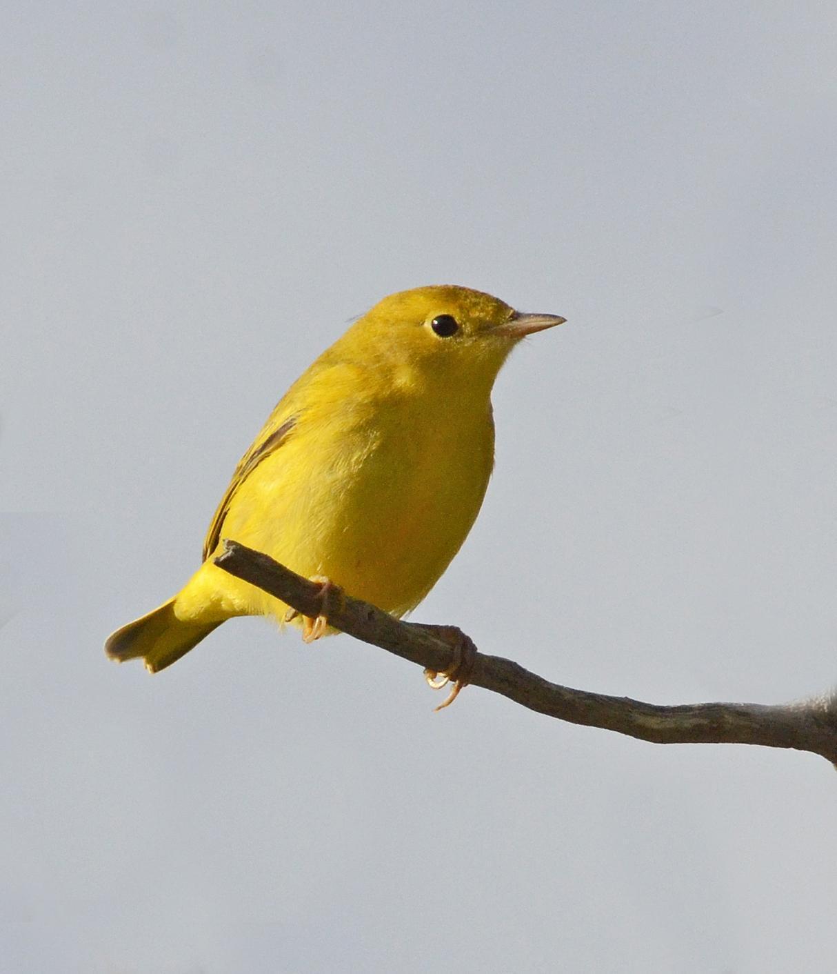 Yellow Warbler Photo by Steven Mlodinow