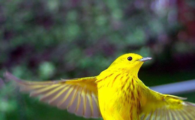 Yellow Warbler (Northern) Photo by Dan Tallman