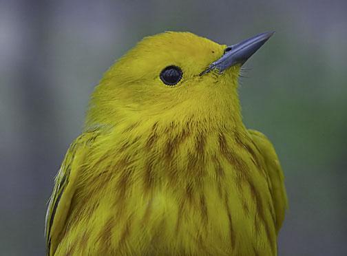 Yellow Warbler (Northern) Photo by Dan Tallman