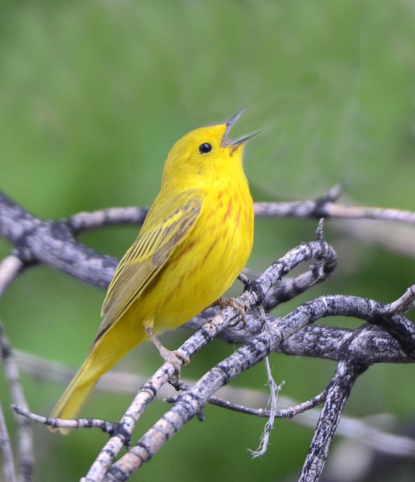 Yellow Warbler (Northern) Photo by Steven Mlodinow