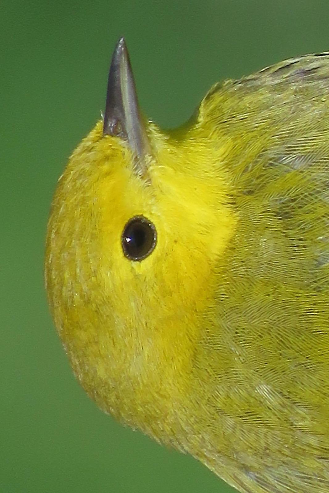 Yellow Warbler (Northern) Photo by Bob Neugebauer