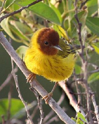 Yellow Warbler (Mangrove) Photo by Amy McAndrews
