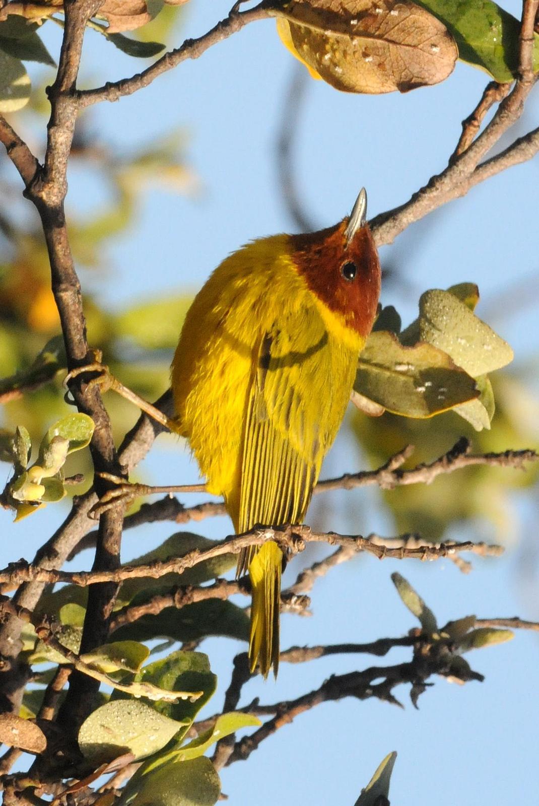 Yellow Warbler (Mangrove) Photo by Steven Mlodinow