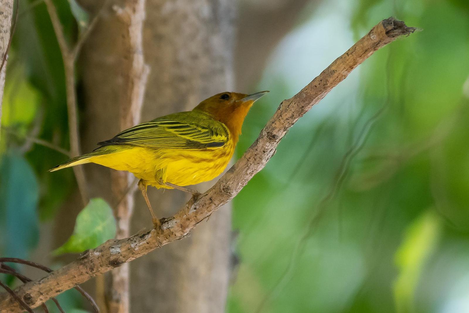 Yellow Warbler (Mangrove) Photo by Gerald Hoekstra