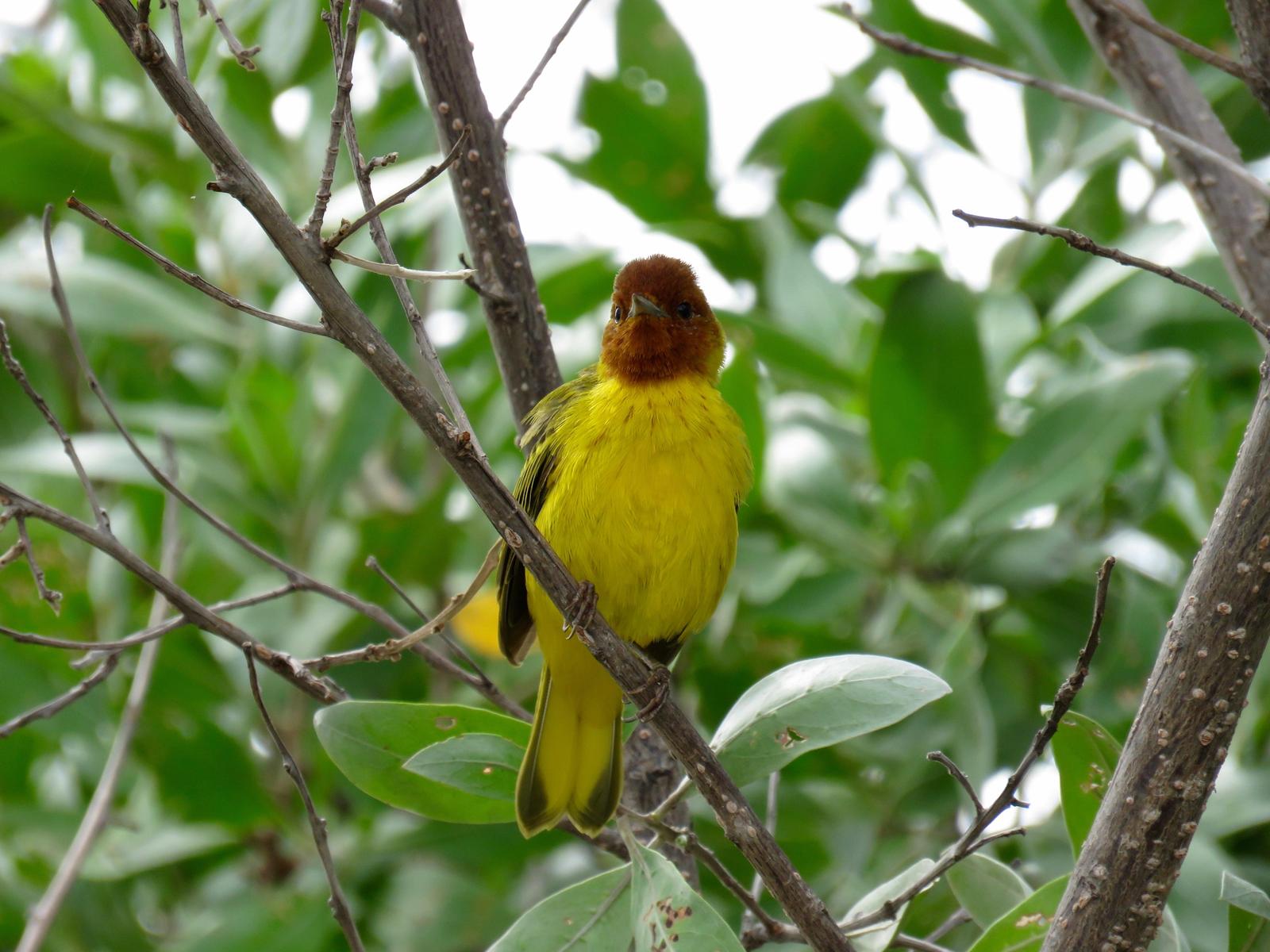 Yellow Warbler (Mangrove) Photo by John van Dort