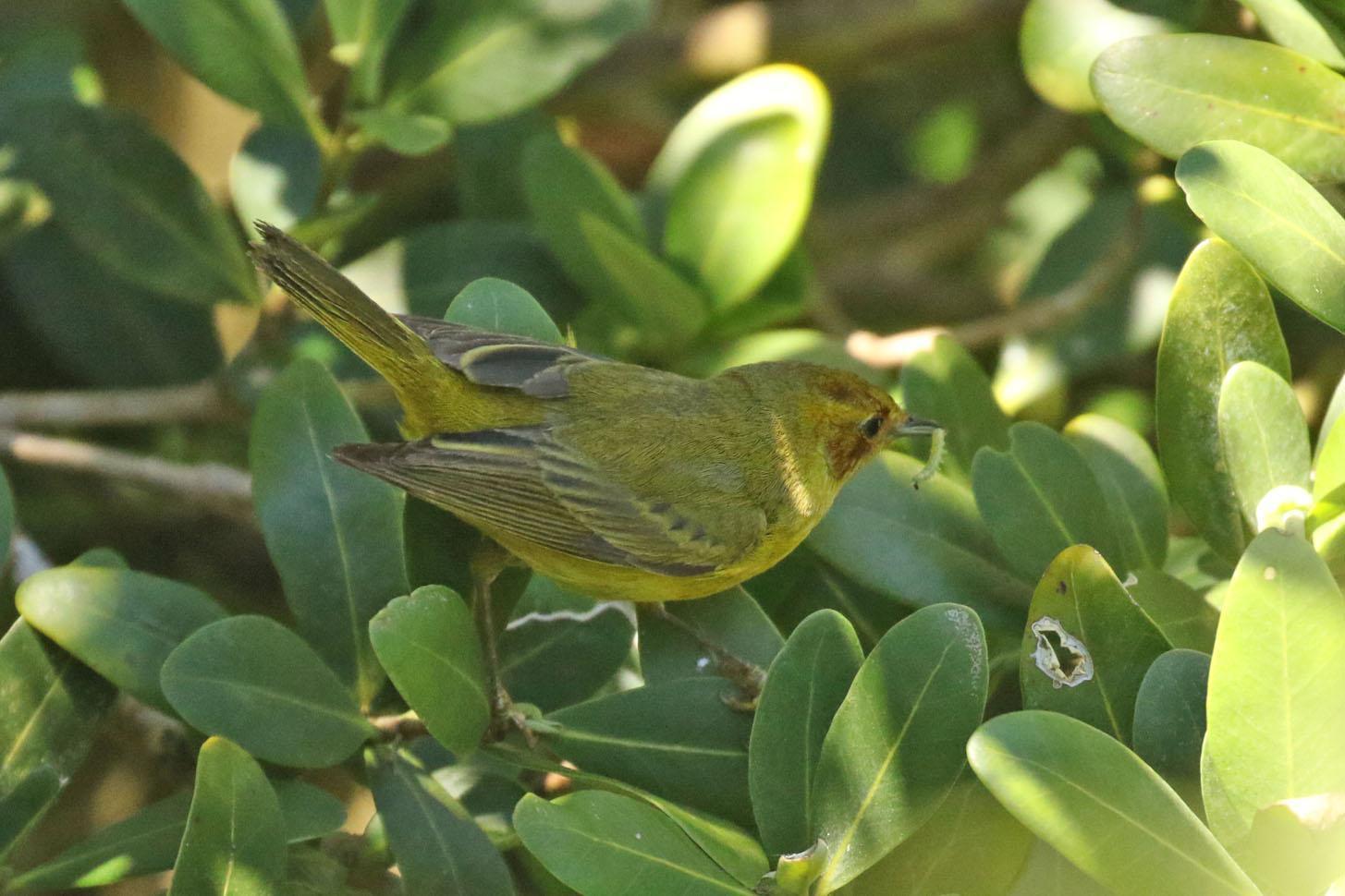 Yellow Warbler (Mangrove) Photo by Kristy Baker