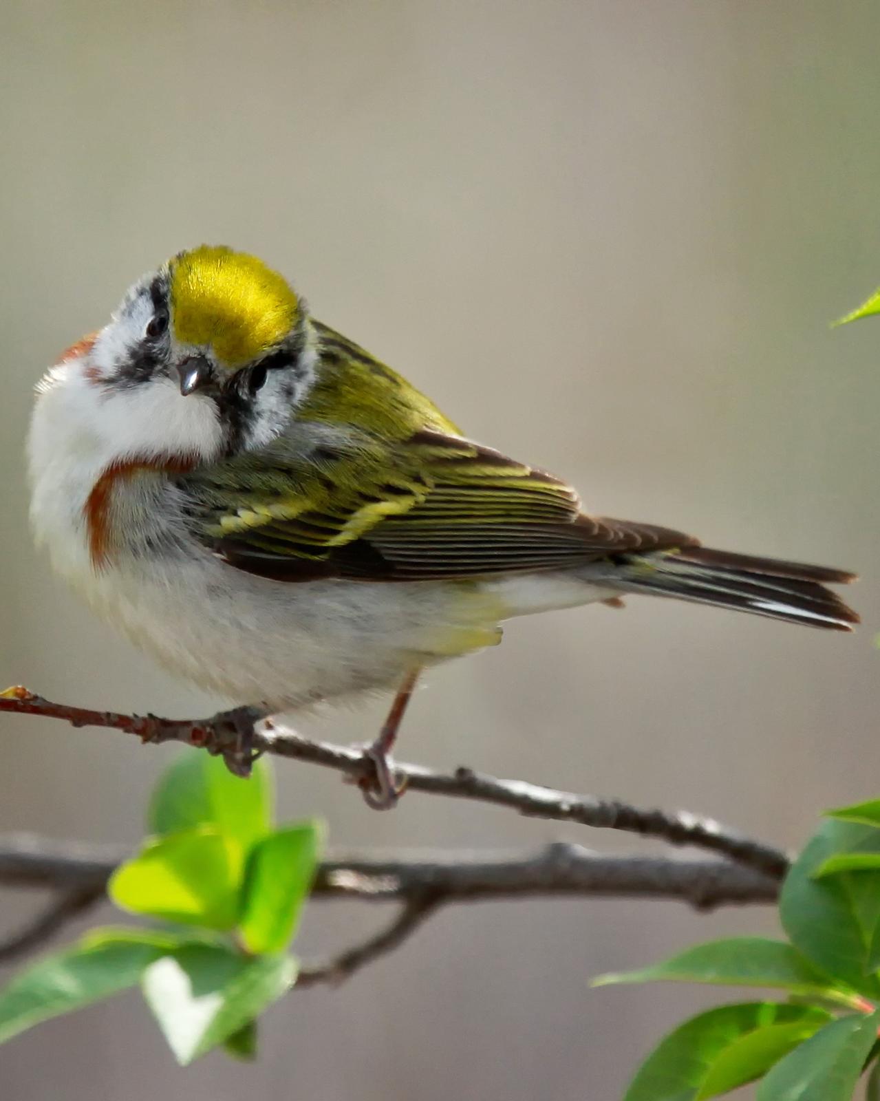 Chestnut-sided Warbler Photo by JC Knoll