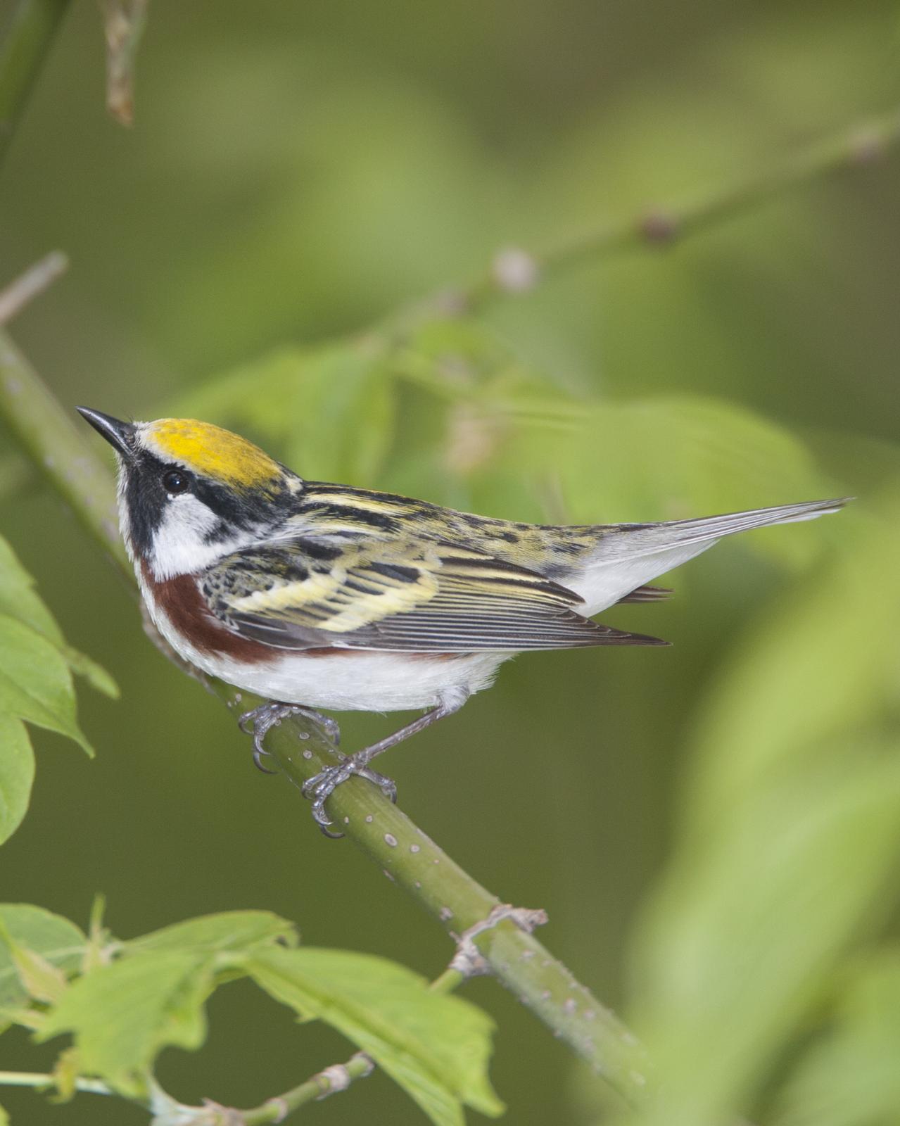 Chestnut-sided Warbler Photo by Jeff Moore