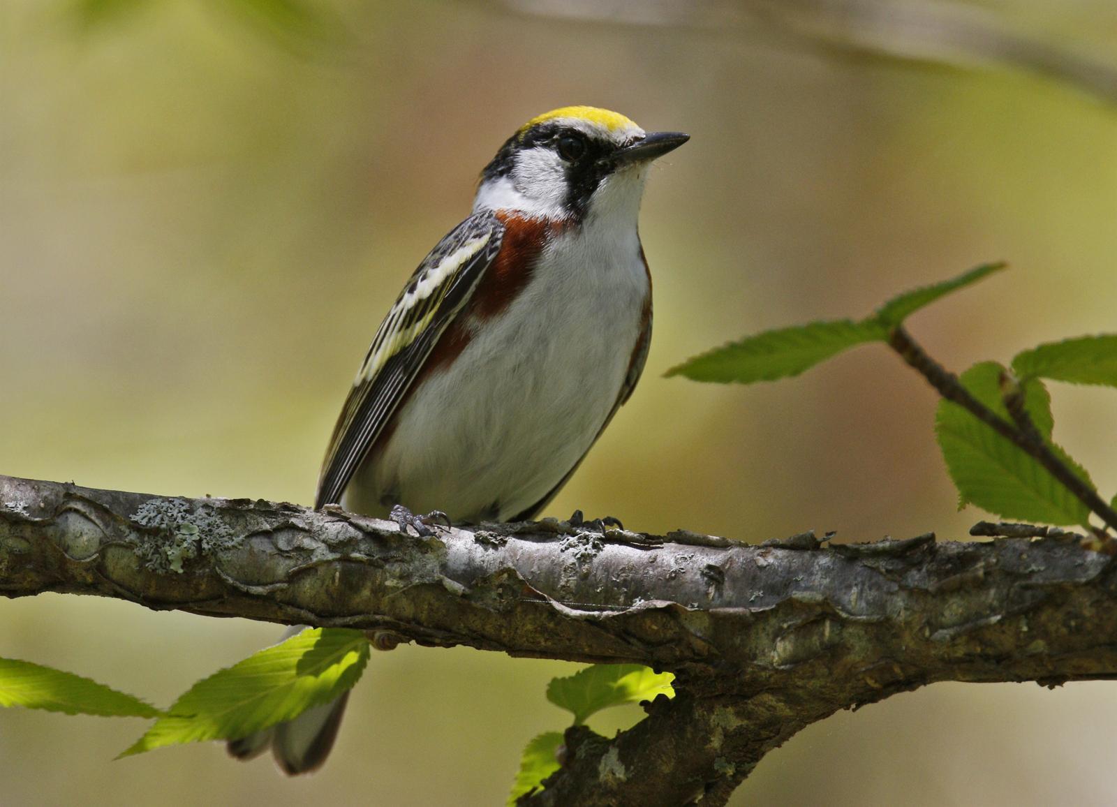 Chestnut-sided Warbler Photo by Emily Willoughby