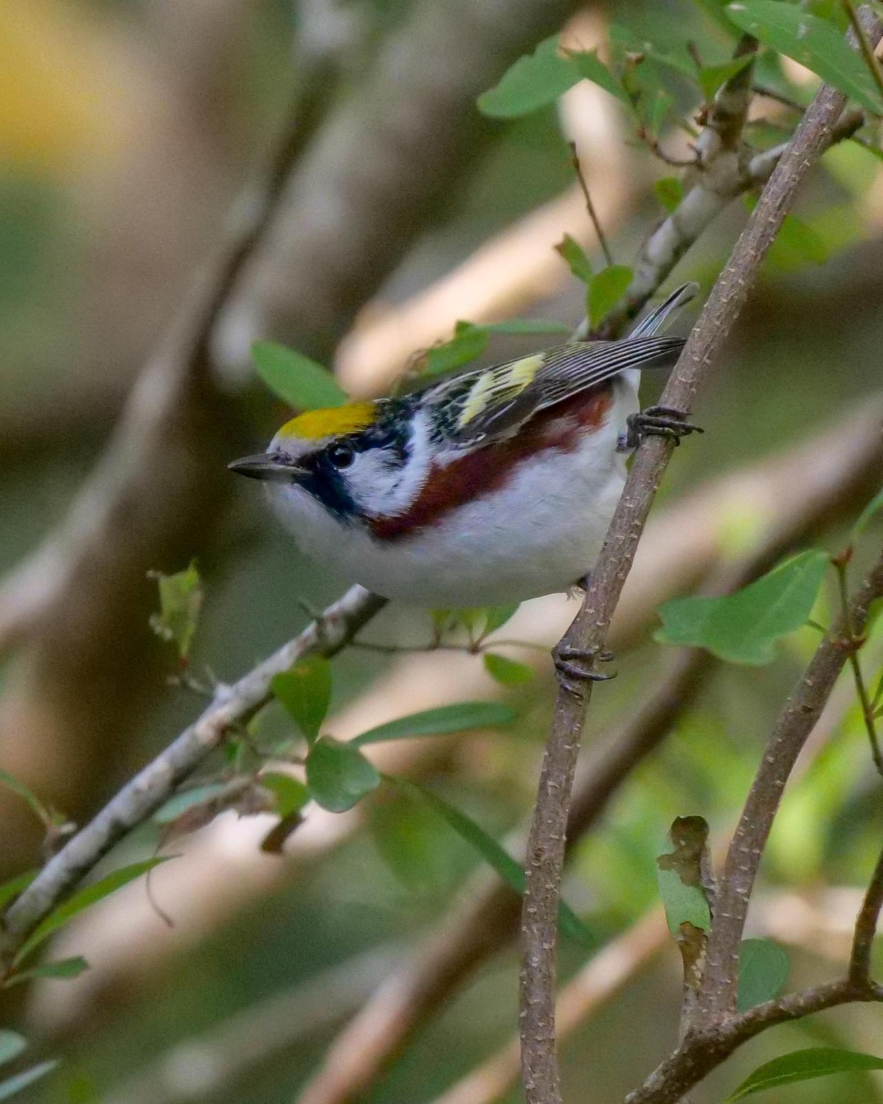Chestnut-sided Warbler Photo by Steve Percival