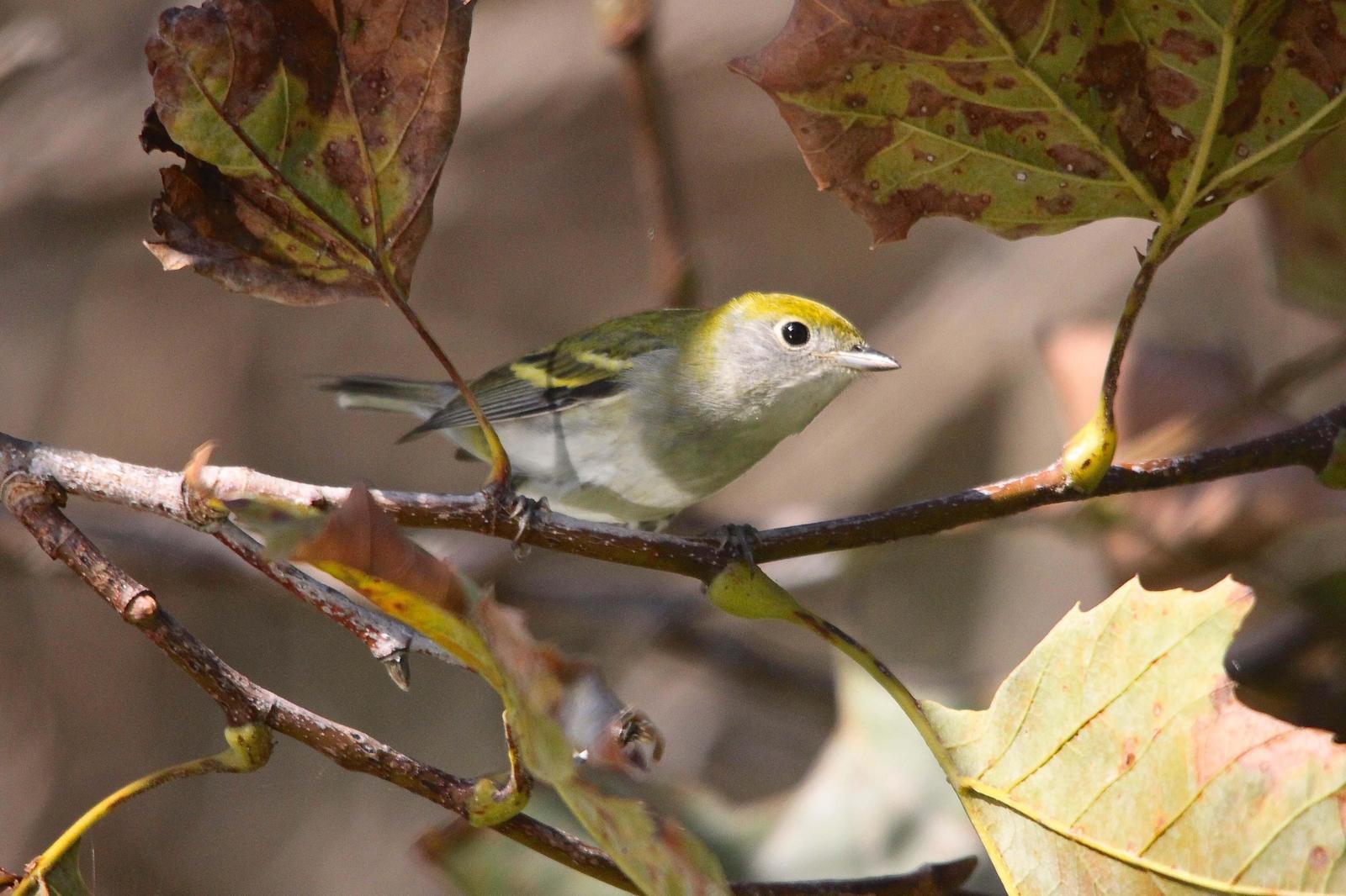 Chestnut-sided Warbler Photo by Tom Ford-Hutchinson