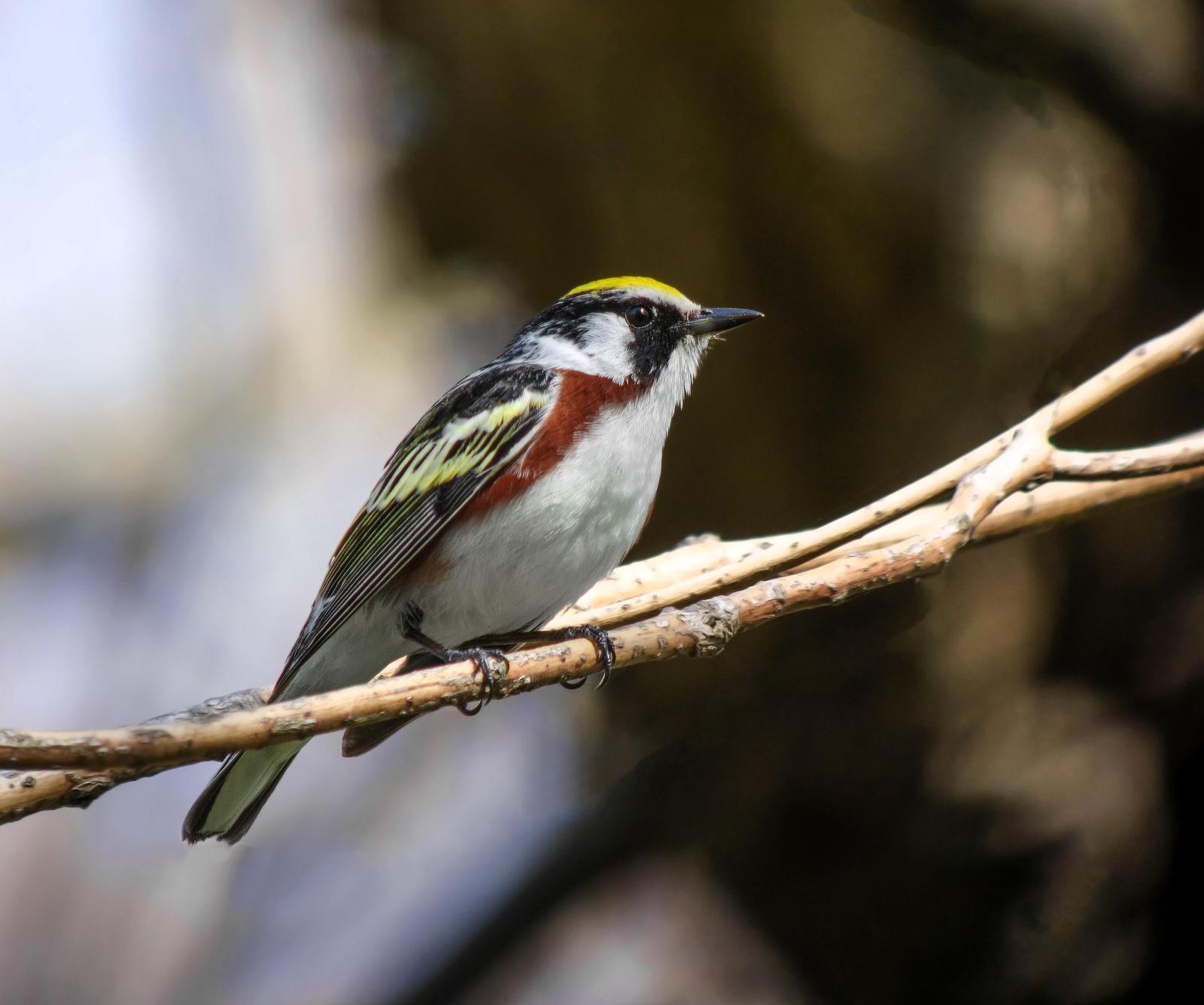 Chestnut-sided Warbler Photo by Joseph Pescatore
