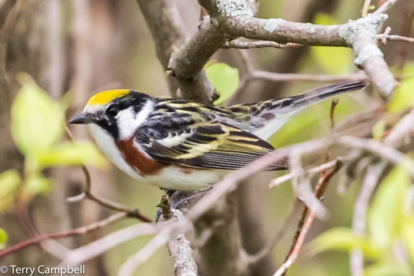 Chestnut-sided Warbler Photo by Terry Campbell