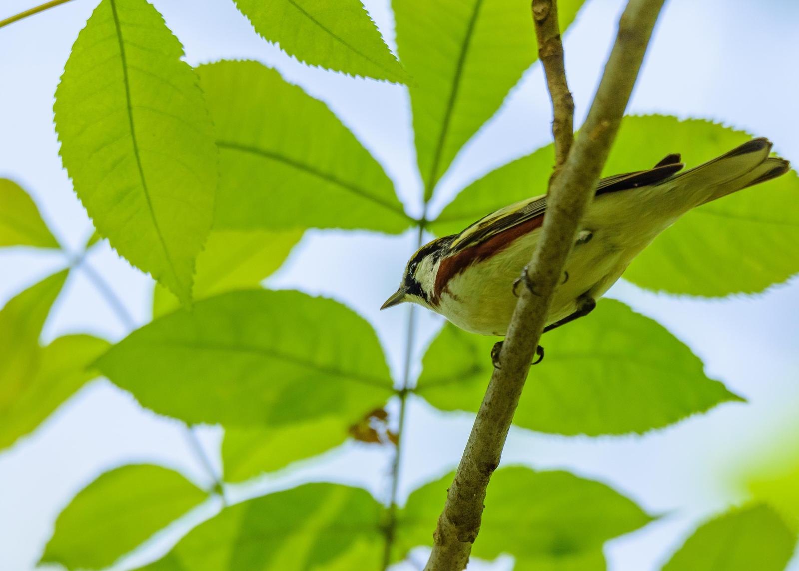 Chestnut-sided Warbler Photo by Keshava Mysore