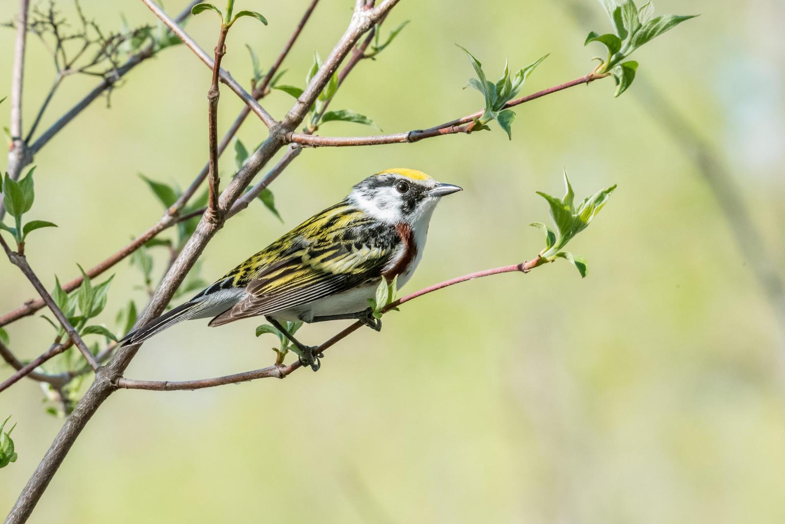 Chestnut-sided Warbler Photo by Layton  Rikkers