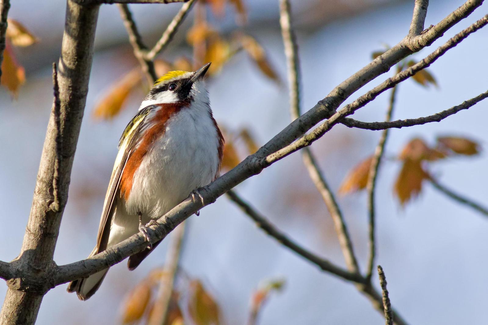 Chestnut-sided Warbler Photo by Rob Dickerson