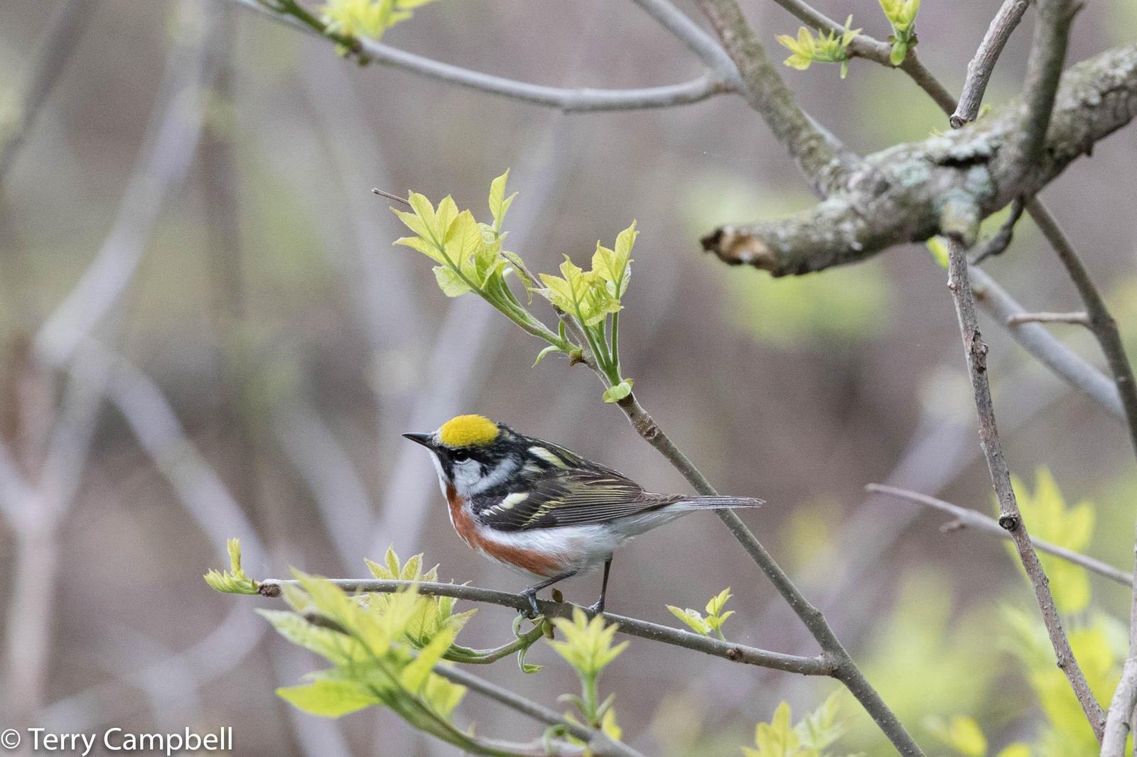 Chestnut-sided Warbler Photo by Terry Campbell
