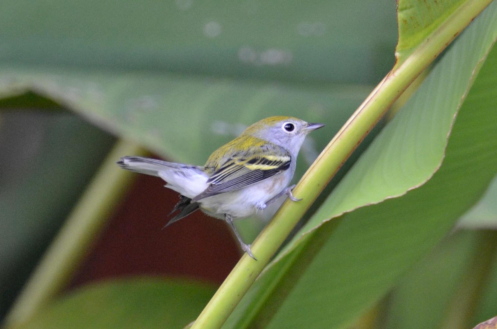 Chestnut-sided Warbler Photo by Paula Duenas