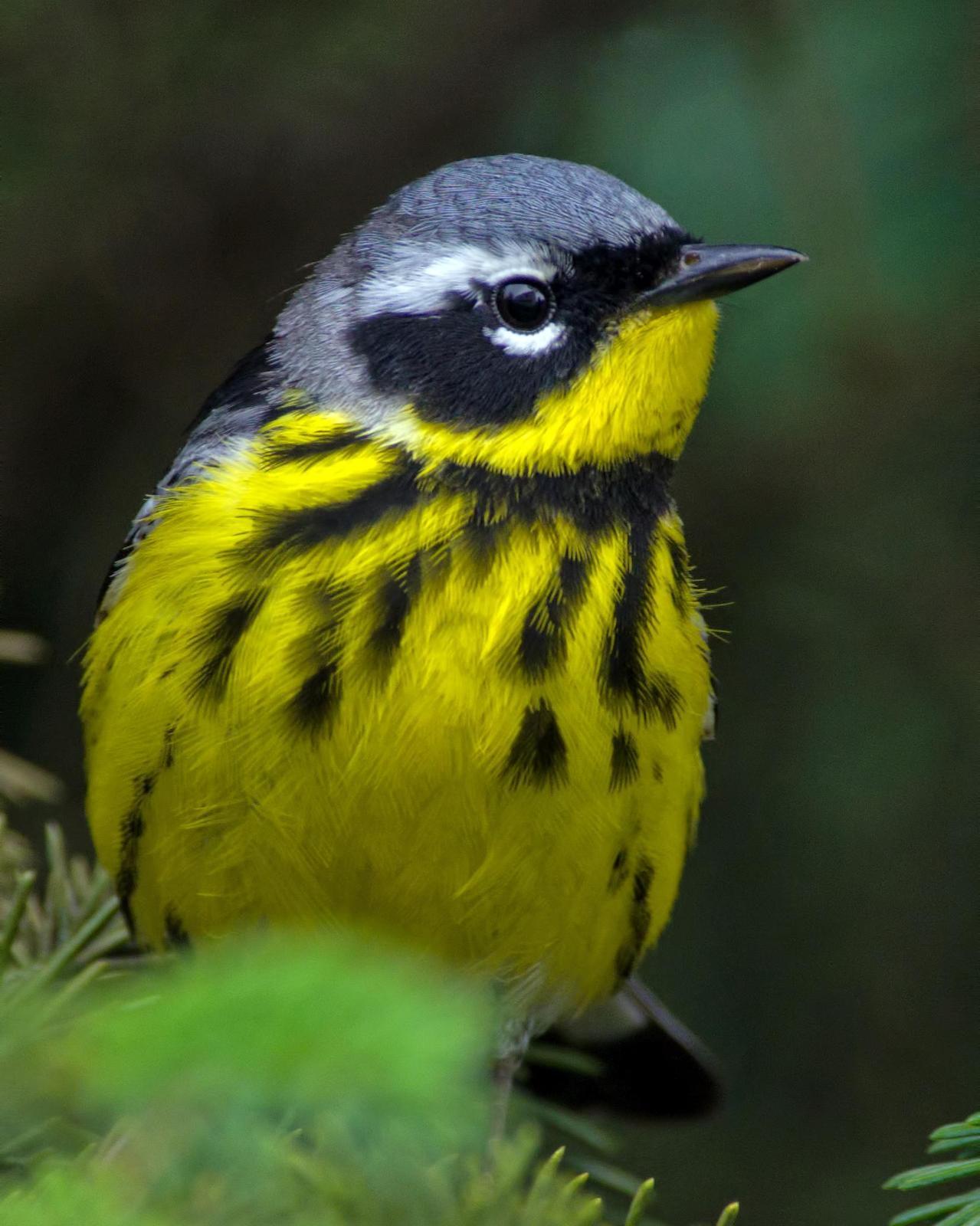 Magnolia Warbler Photo by Rob Dickerson