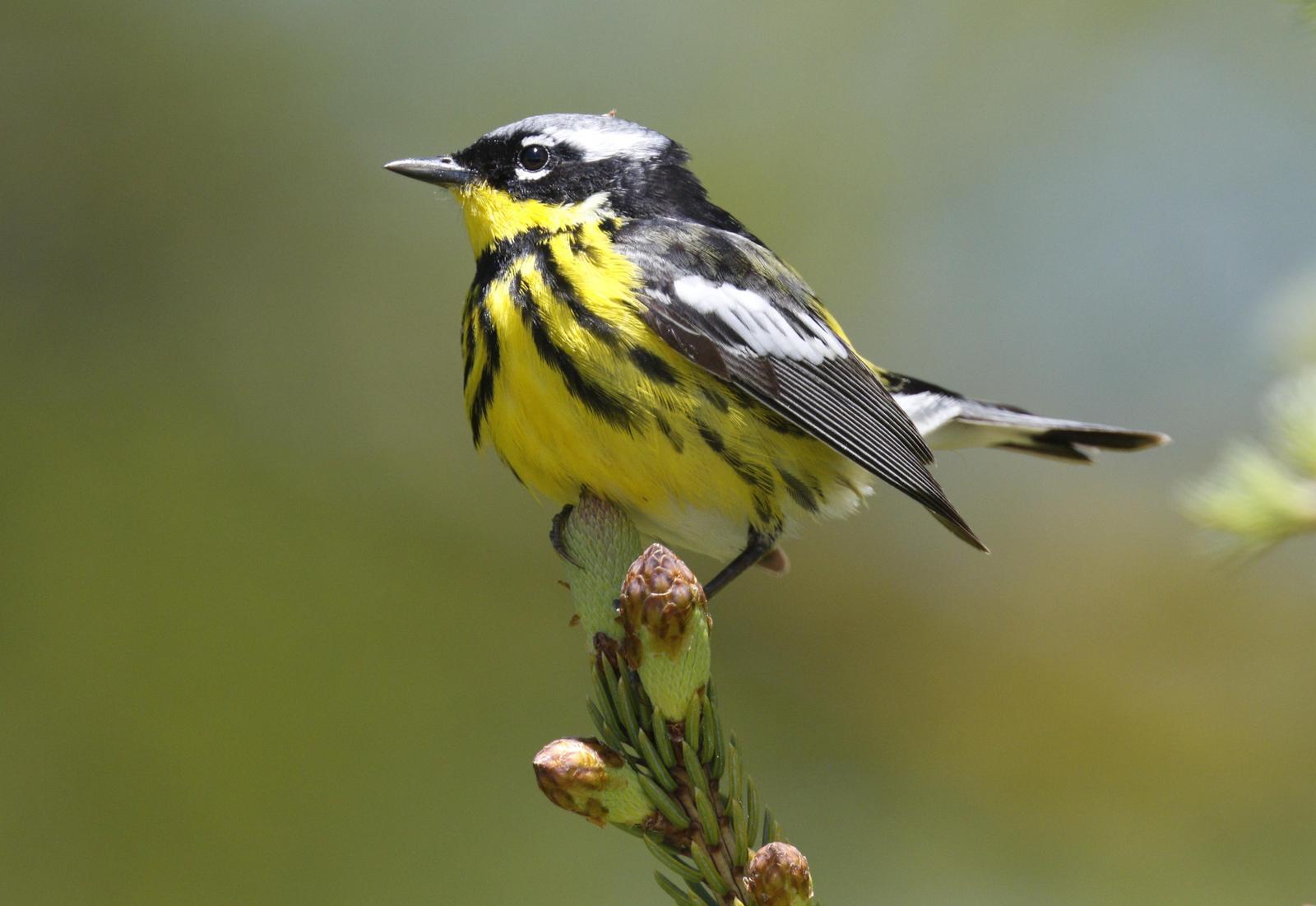 Magnolia Warbler Photo by Emily Willoughby