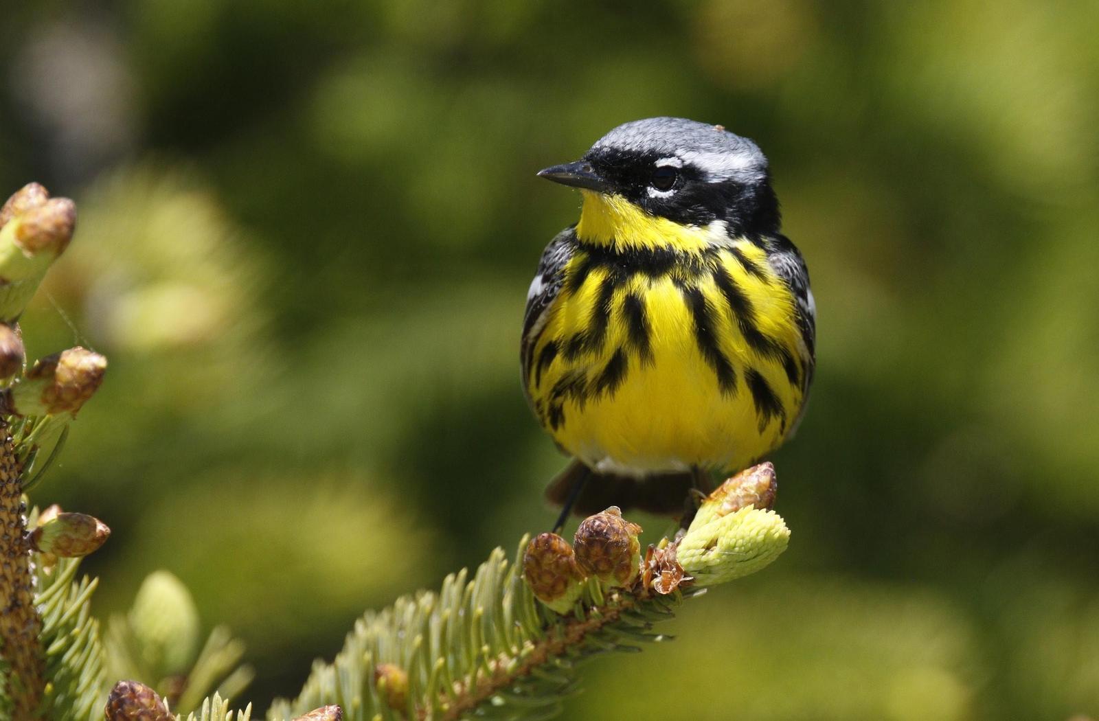 Magnolia Warbler Photo by Emily Willoughby